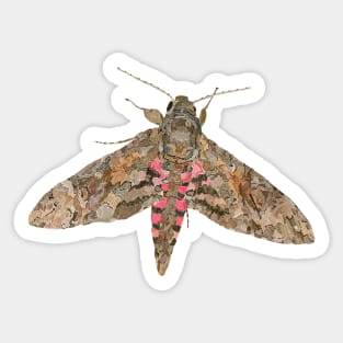 Pink-spotted Hawk Moth Sticker